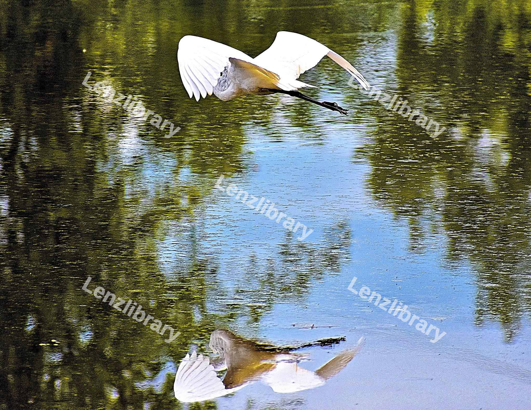 Spoonbill Bird